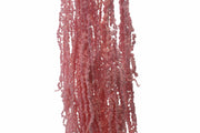 Amaranthus