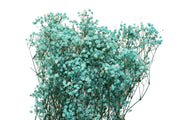 Gypsophila