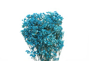 Gypsophila