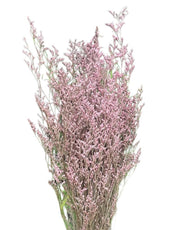 Limonium