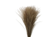 Miscanthus