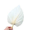 Palm Spear - Large