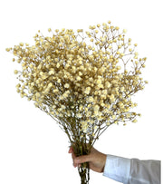 Gypsophila